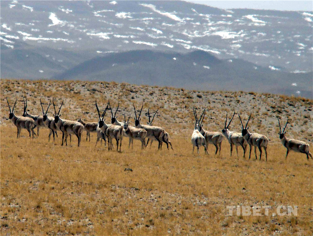 這是生活在羌塘國家級自然保護區的國家一級保護動物藏羚羊。（唐召明2006年攝.jpg