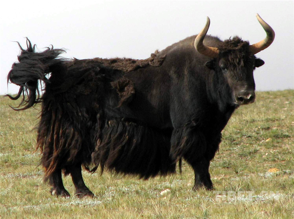 這是生活在羌塘國家級自然保護區的國家一級保護動物野牦牛。（唐召明2006年攝）.jpg