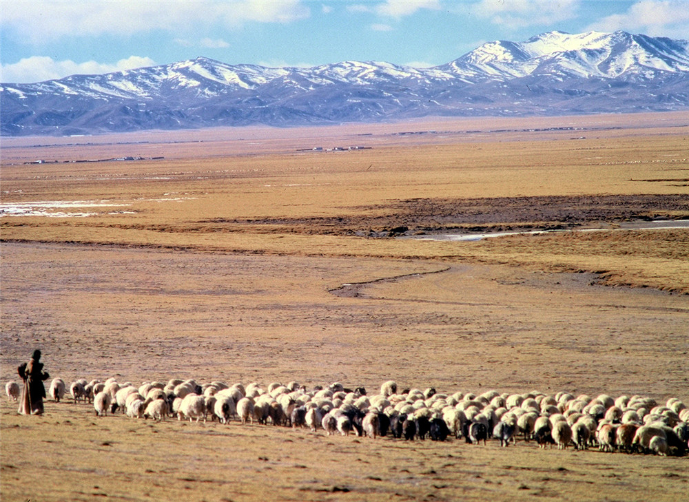 這是在雙湖草原放牧的羊群。（唐召明2001年攝）.jpg