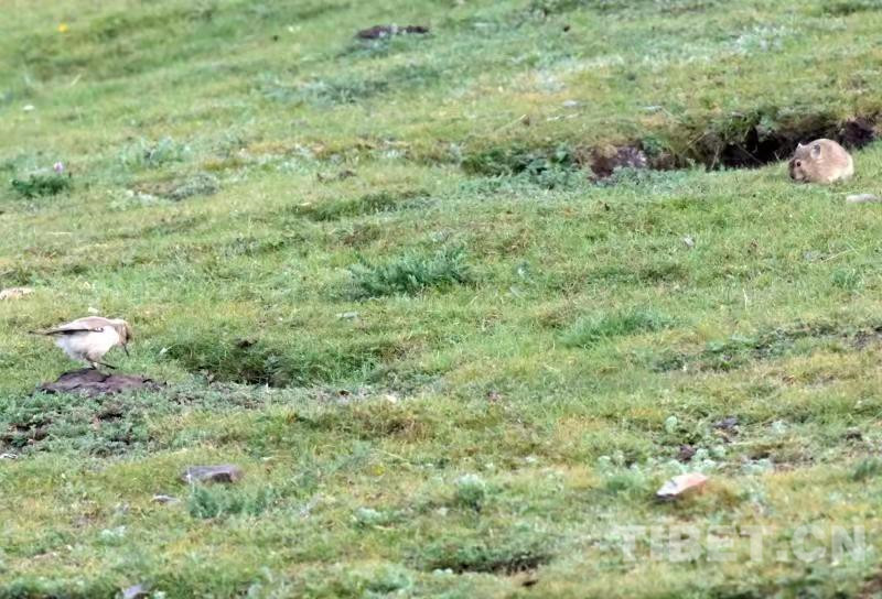 這是一只褐背地鴉（左）與鼠兔（右）同在一起覓食（唐召明2019年8月5日攝）。.jpg